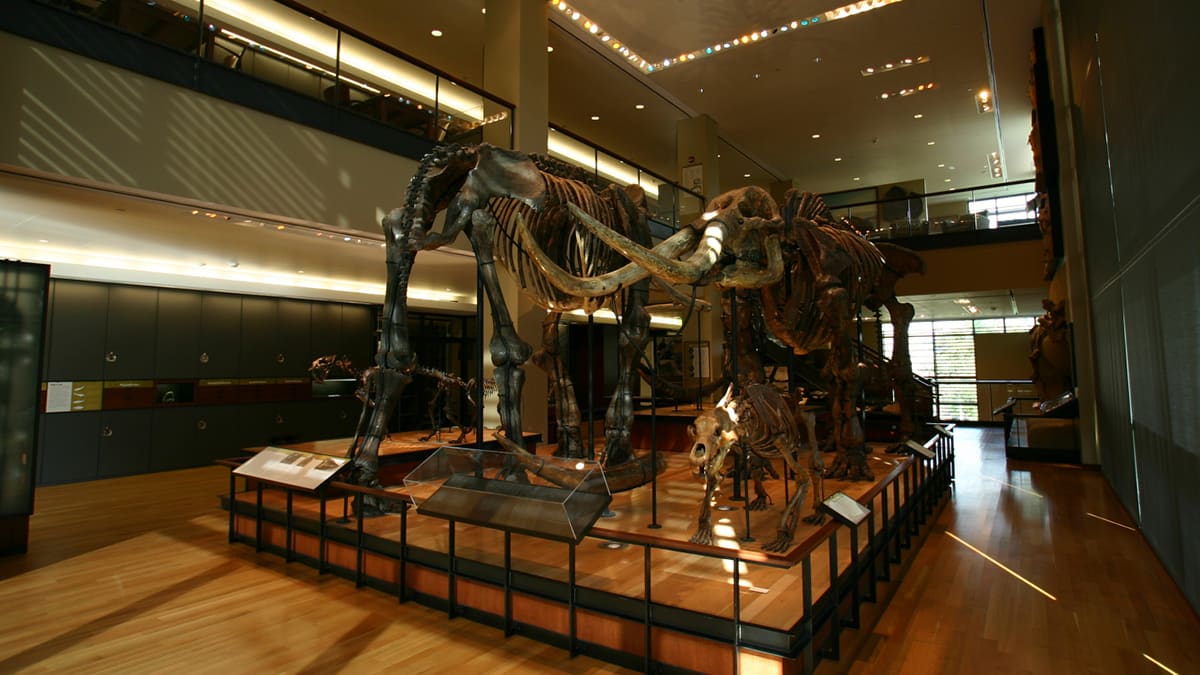 Pratt Collection