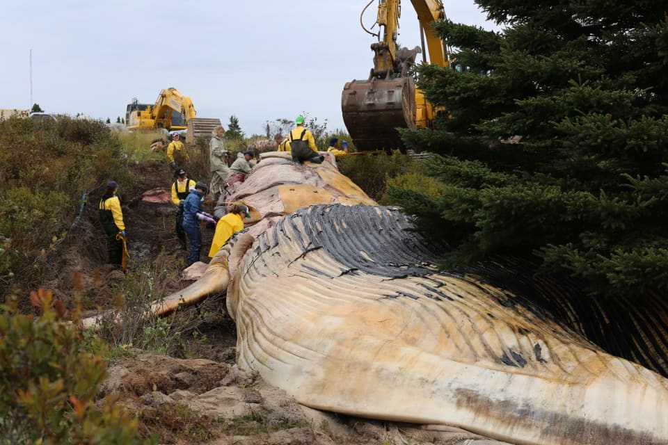 Crystal Crescent Beach Blue Whale Skeleton Collection – Nova Scotia