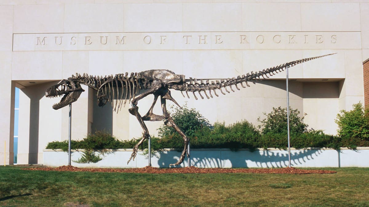 Bronze Tyrannosaurus Rex