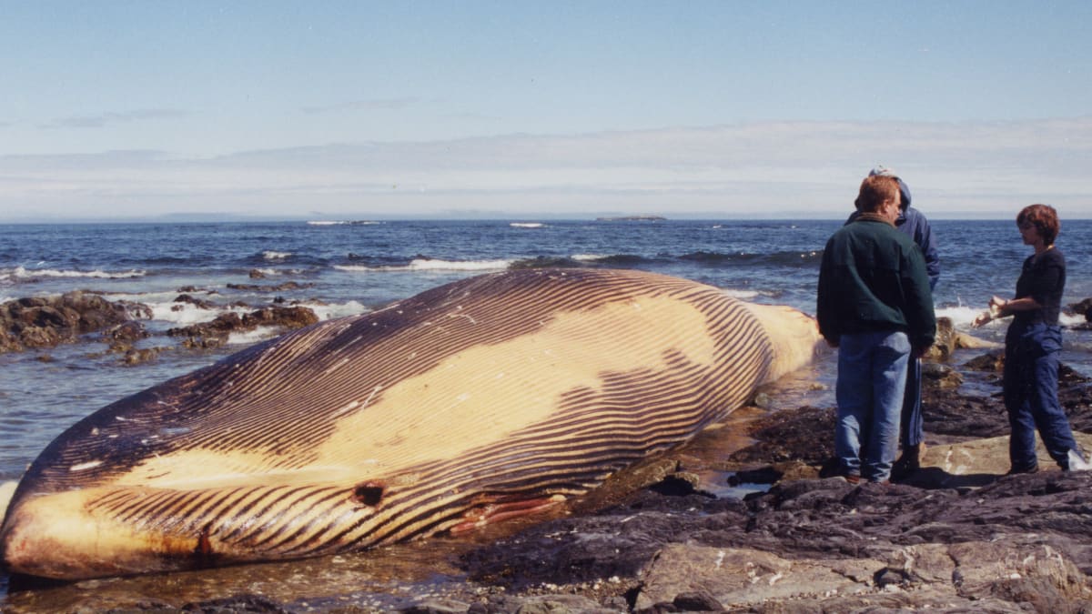 Fin & Sperm Whale Collecting & Mounting