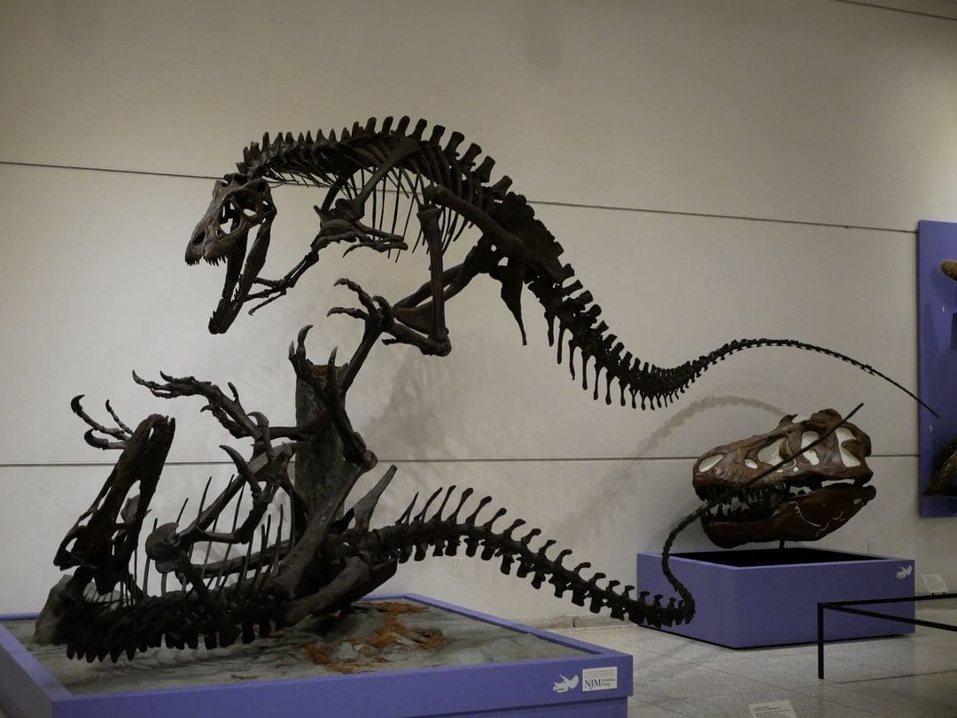 Dryptosaurus skeletons