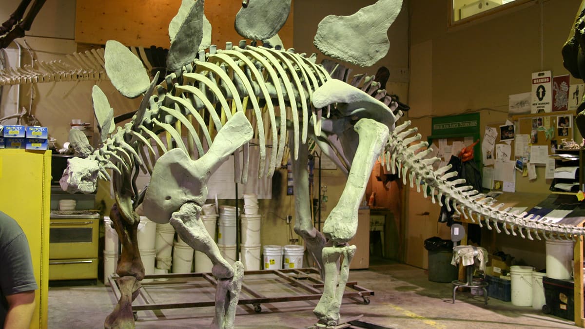 Field Museum of Natural History Skeletons