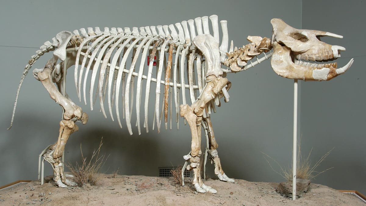 Fossil and Cast Bone Mount of Aphelops