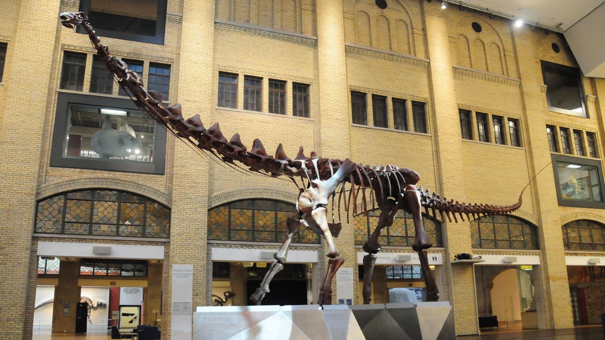 Futalognkosaurus