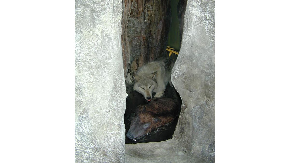 Ice Age Tunnel, Natural Regions Dioramas