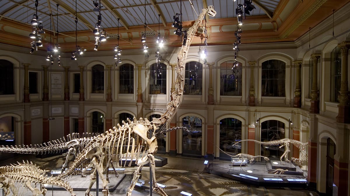 Museum für Naturkunde Collection
