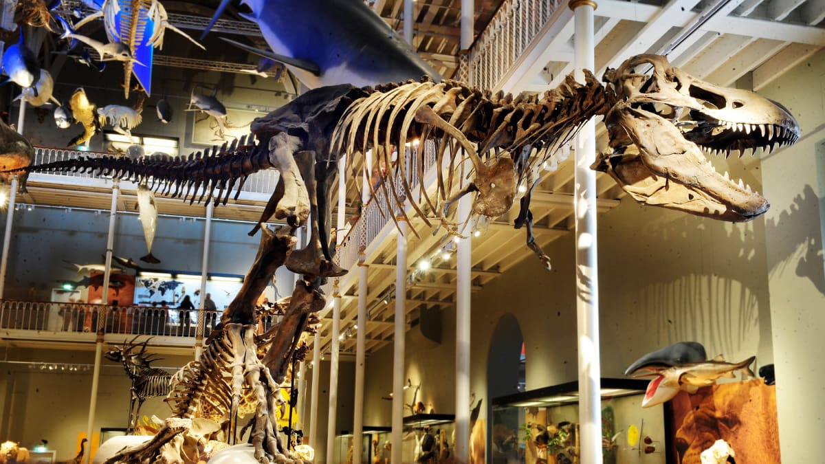 Tyrannosaurus Rex & Stegosaurus
