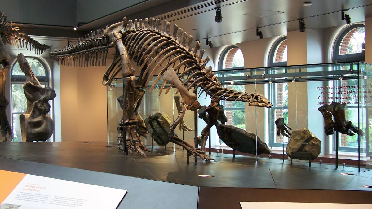 Cenozoic & Dinosaur Hall Redevelopment