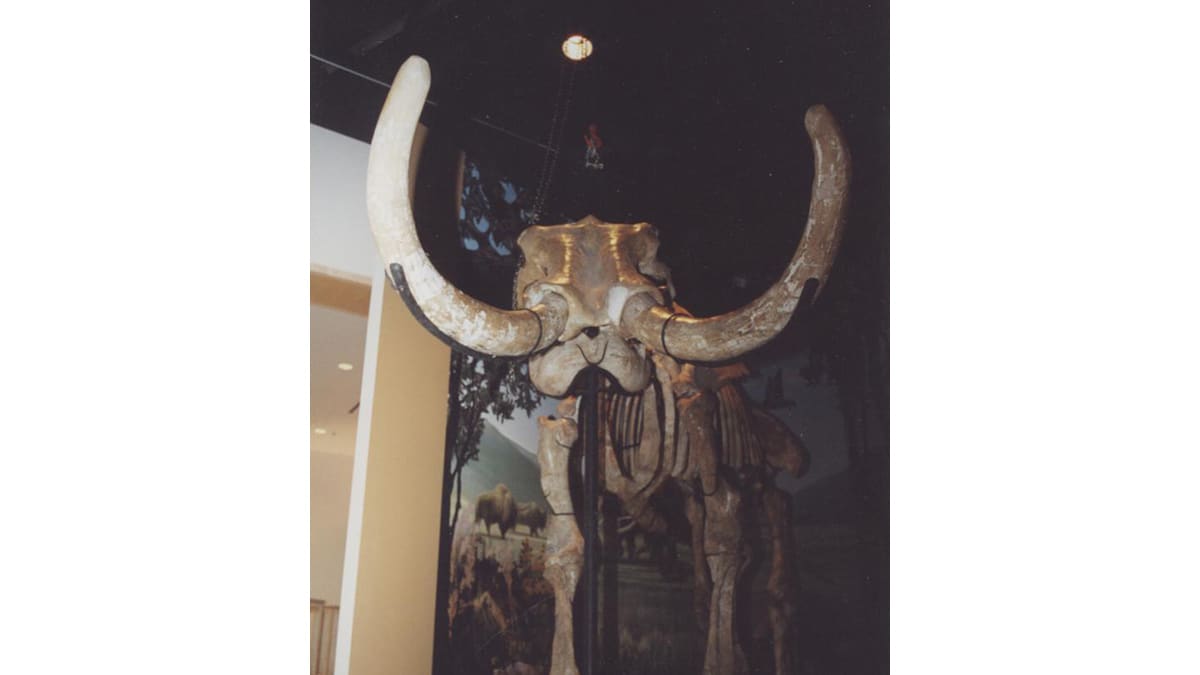 Mounting & Reconstruction of Fossil Skeletons
