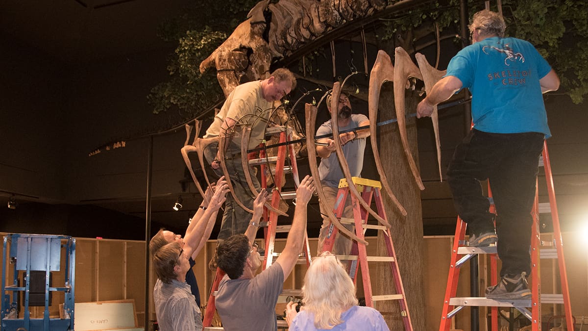 Peck’s Rex