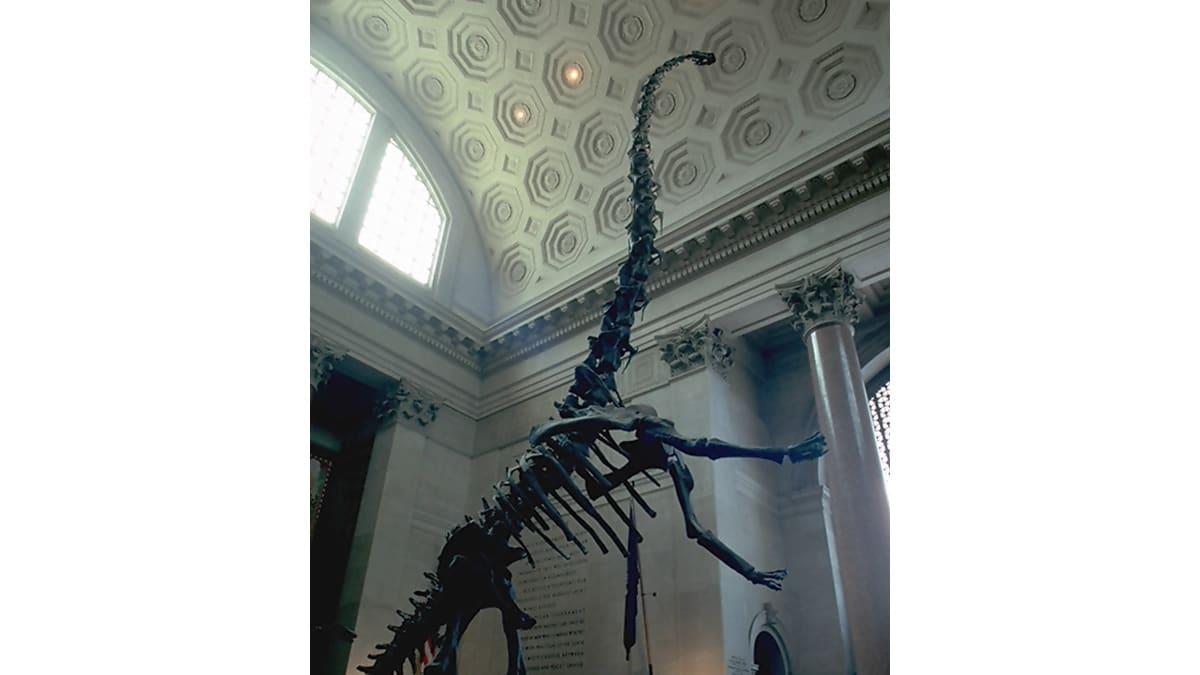 Rearing Barosaurus
