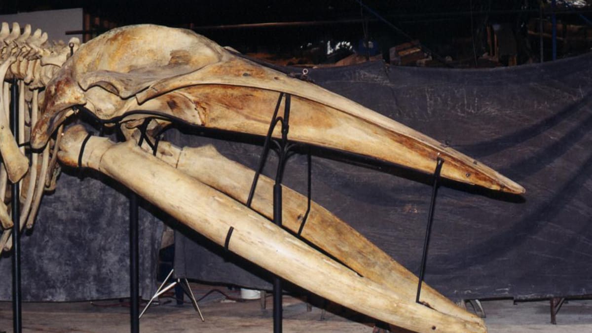 Remount of Humpback Whale