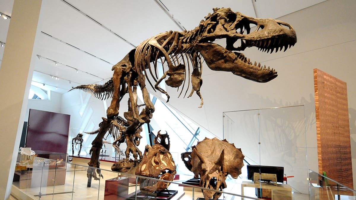Royal Ontario Museum Fossil Remounts
