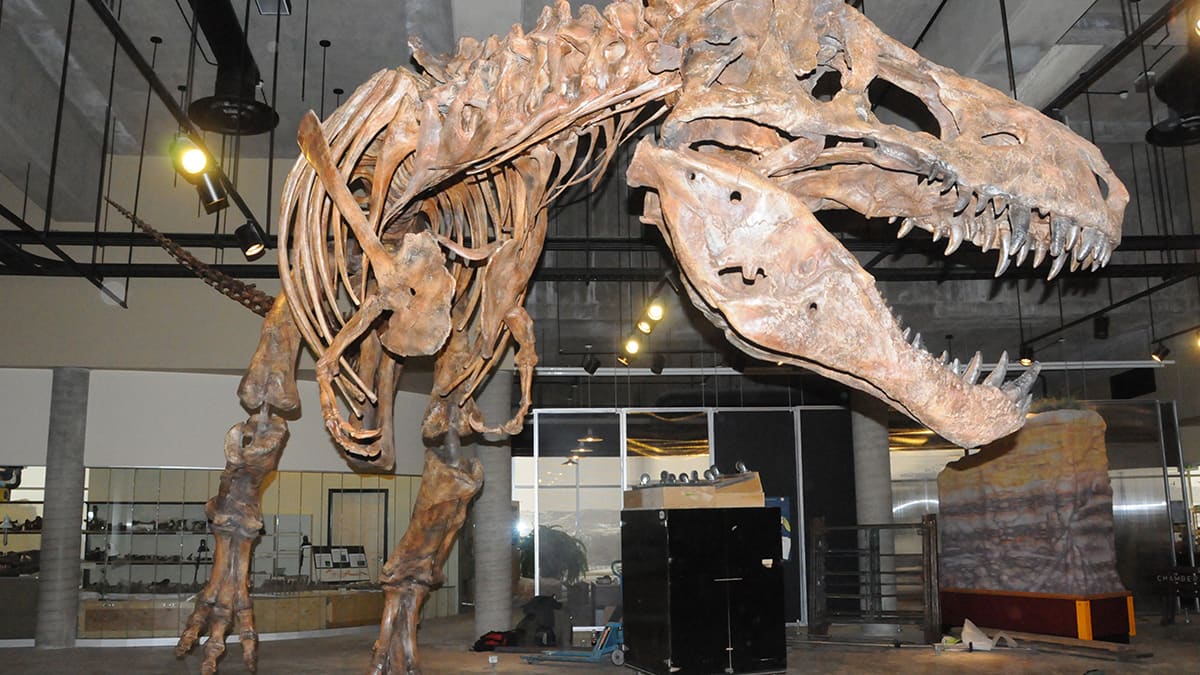 Scotty the Tyrannosaurus Rex