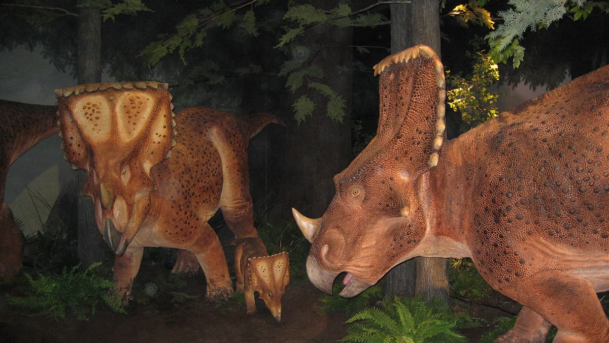 Sculpted Daspletosaurs & Chasmosaurs