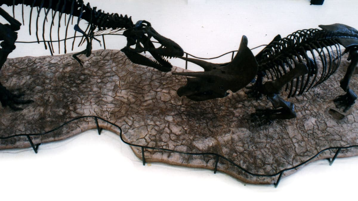 Tyrannosaurus Rex & Triceratops