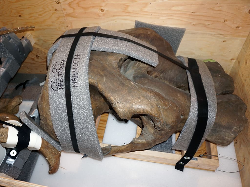 Exhibit & Specimen Relocation