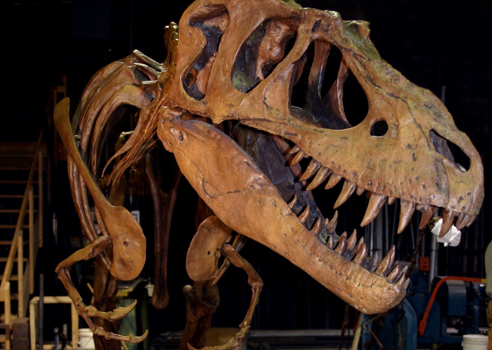 Albertosaurus
