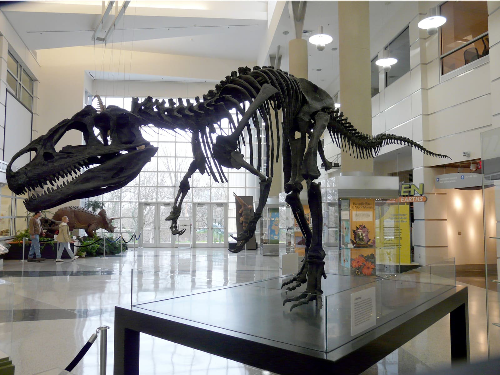 Allosaurus