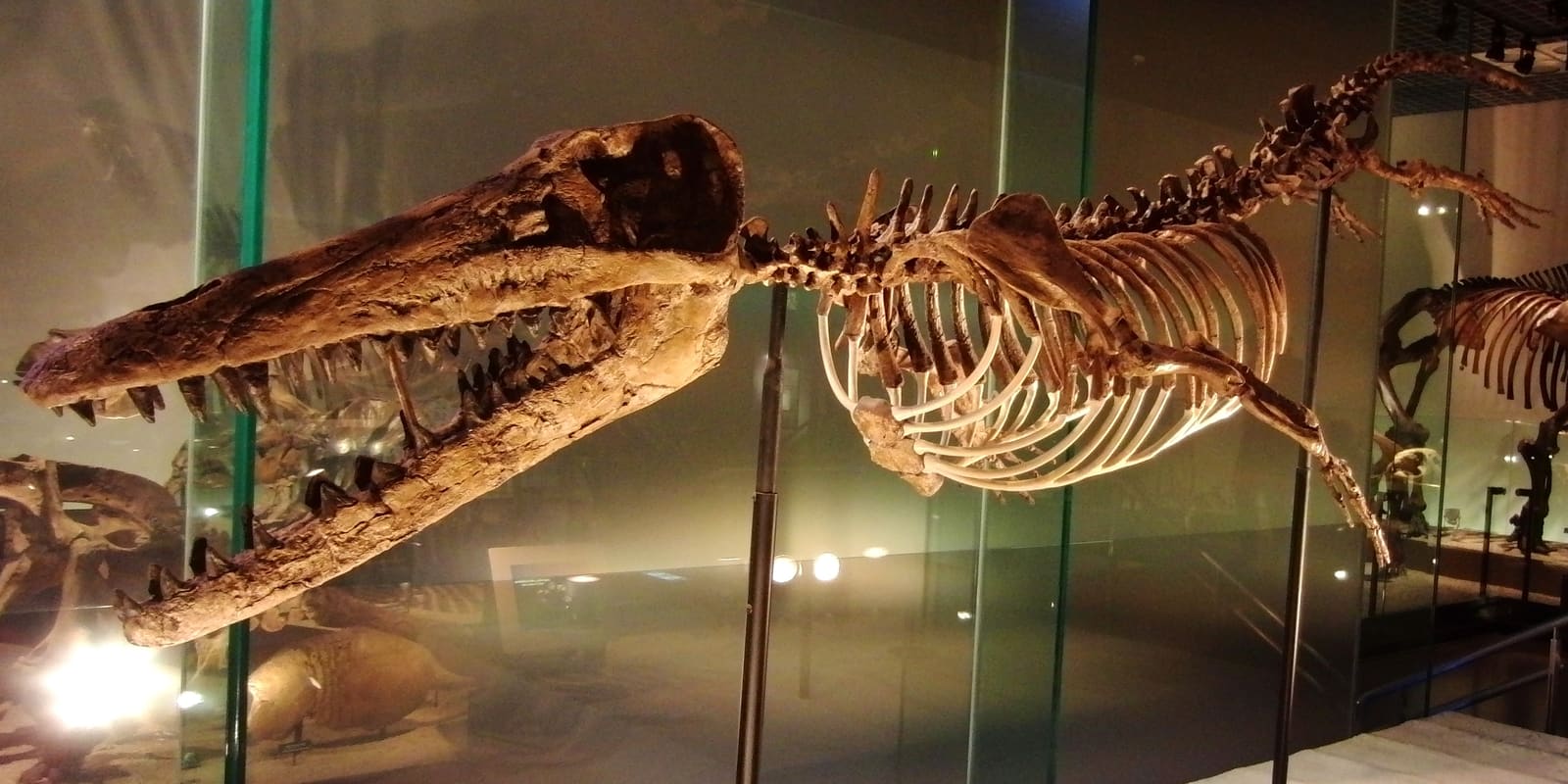 Ambulocetus