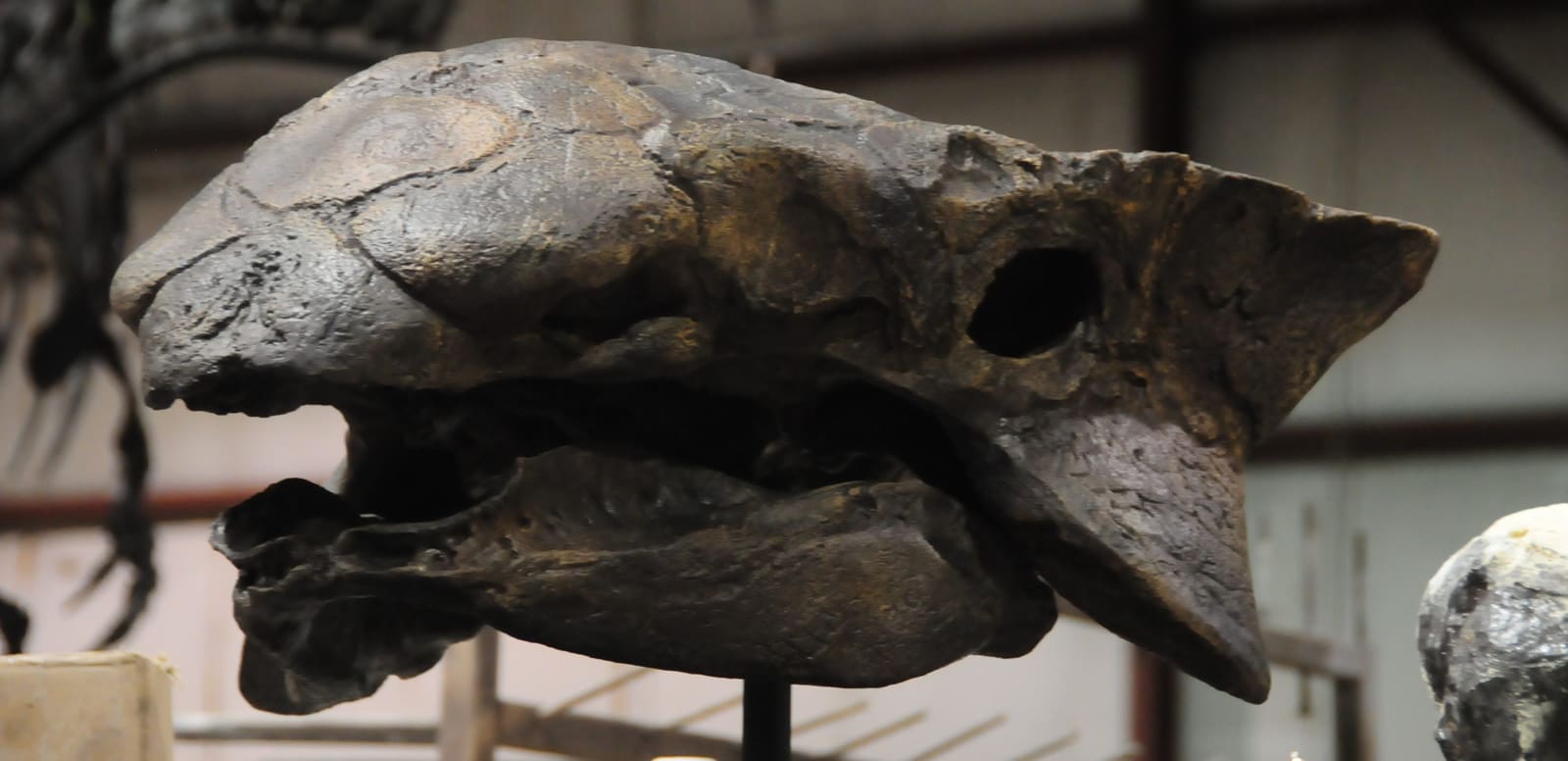 Ankylosaurus
