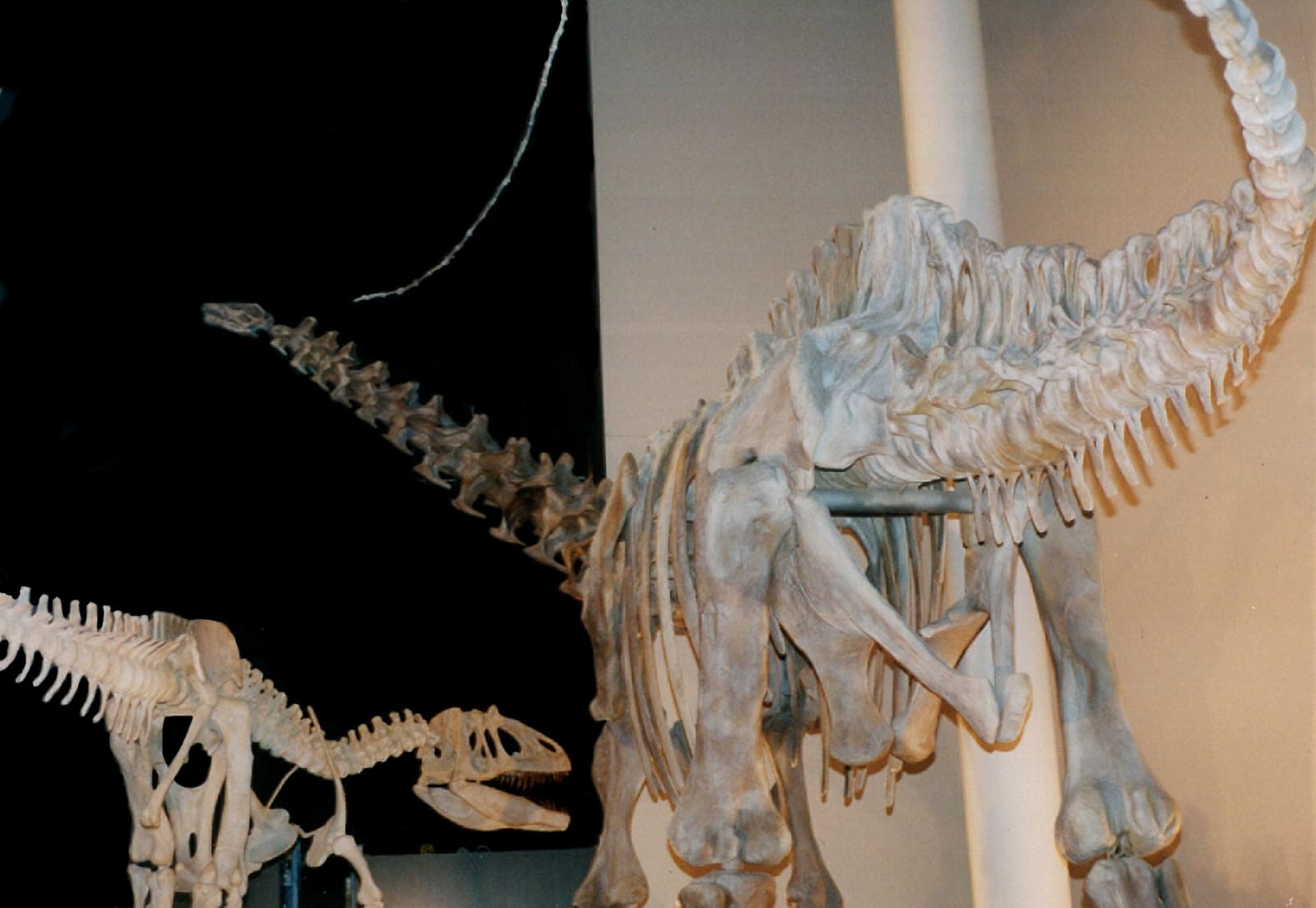 Apatosaurus