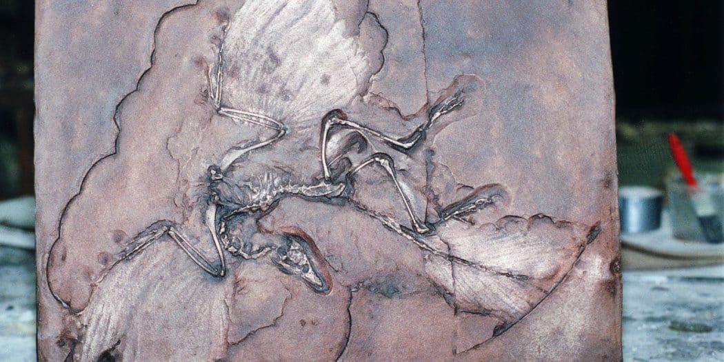 Archaeopteryx