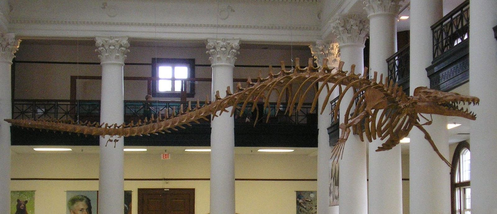 Basilosaurus
