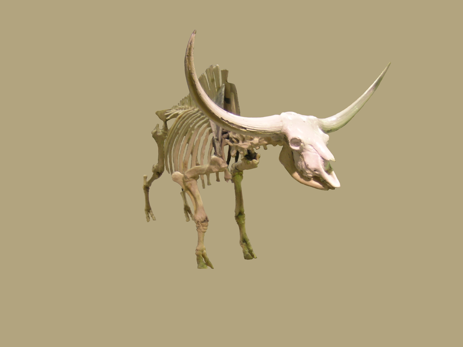Bison