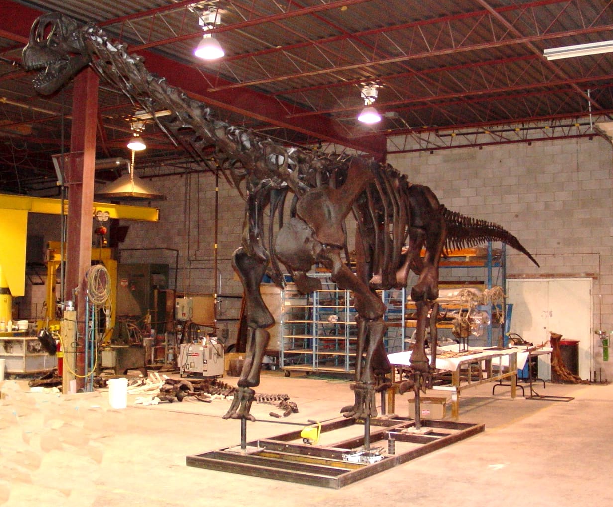 Camarasaurus