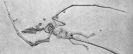 Campylognathoides