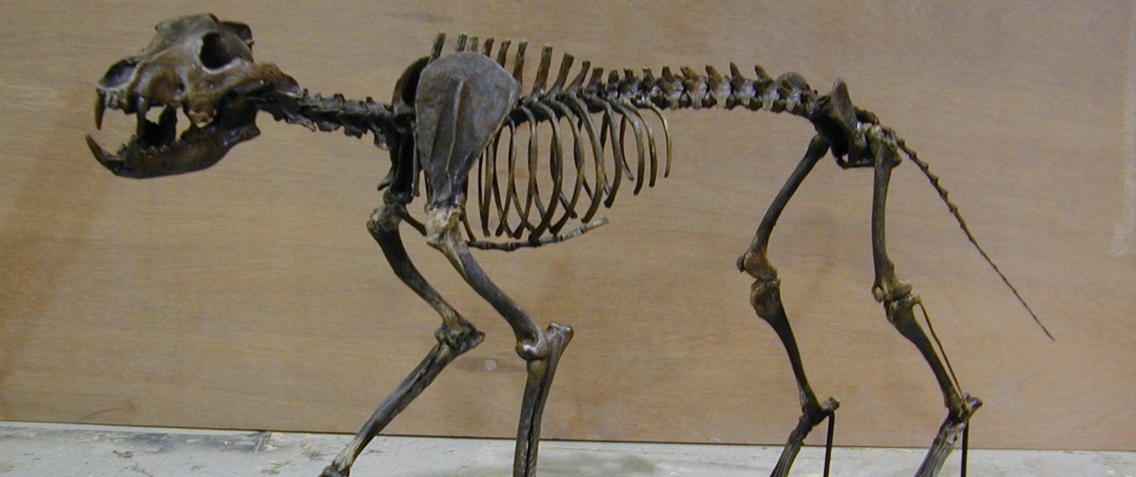 Dire Wolf