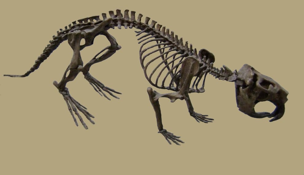 Castoroides