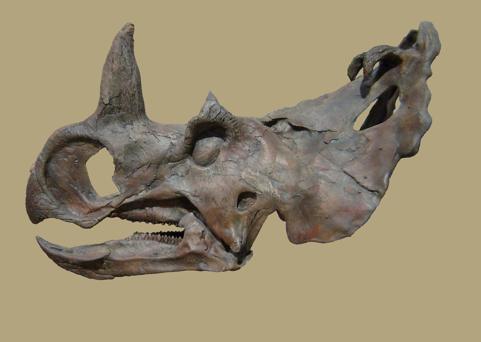 Centrosaurus