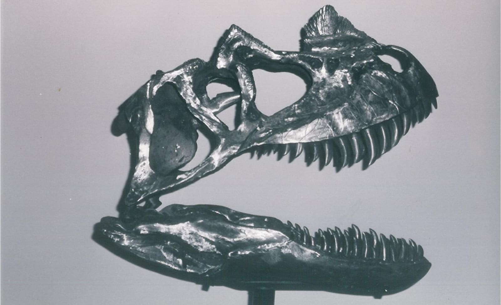 Ceratosaurus