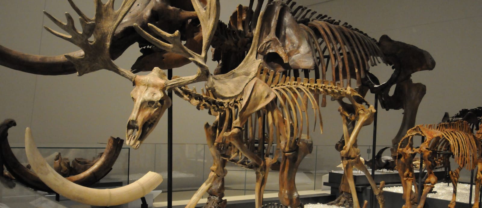 Cervalces (Stag Moose)