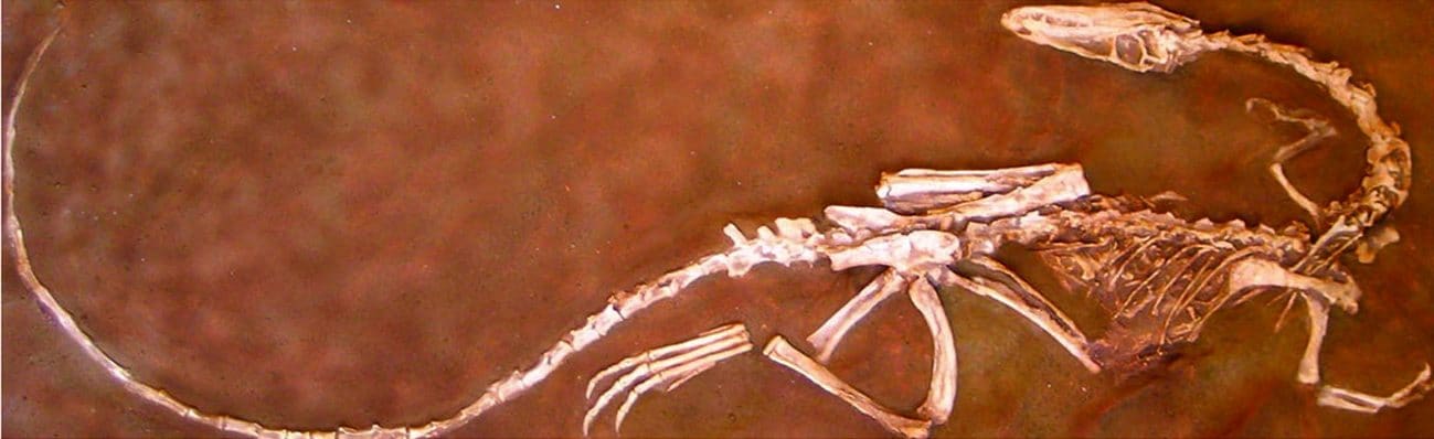 Coelophysis