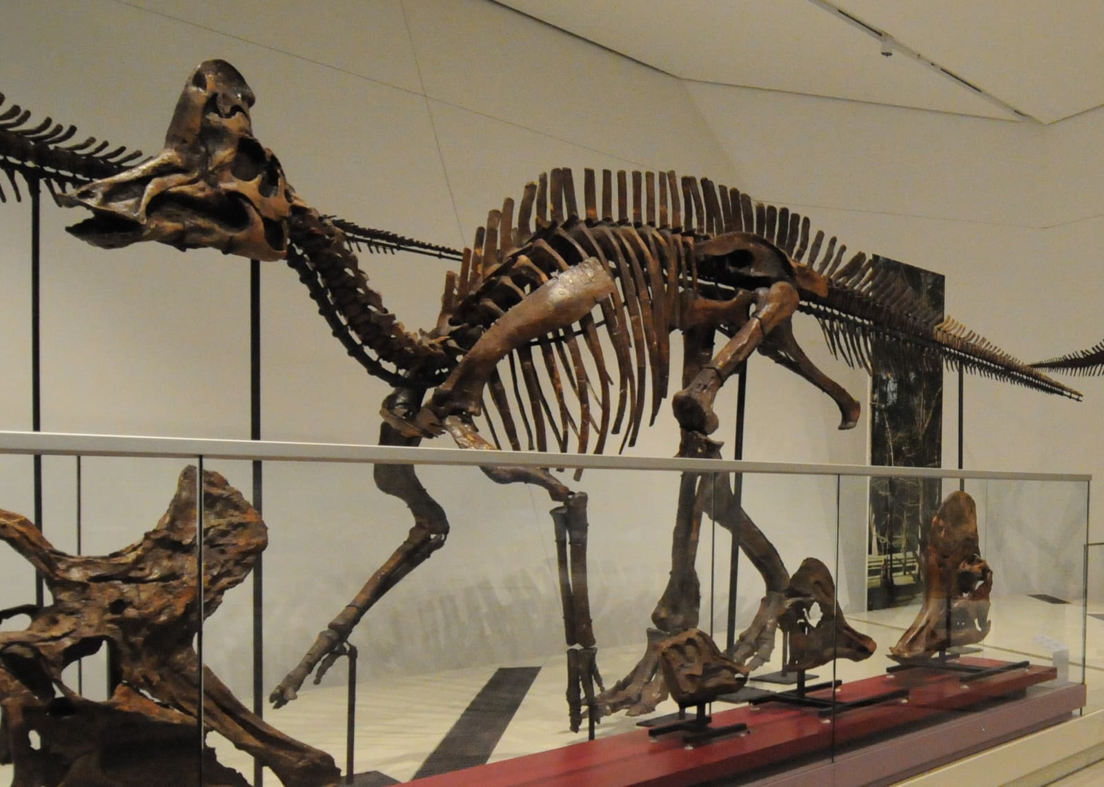 Corythosaurus