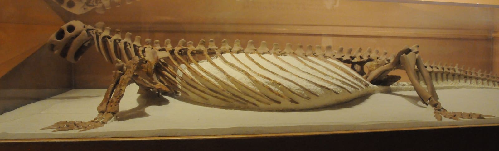 Cotylorhynchus