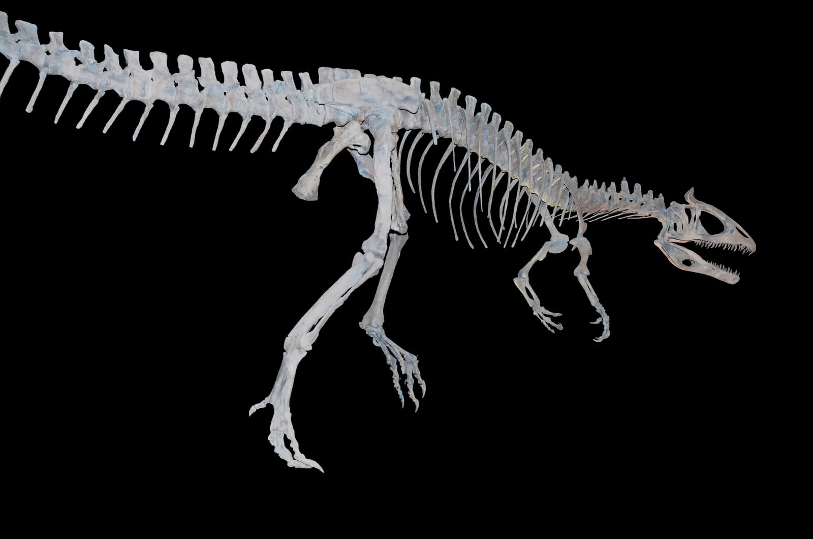 Cryolophosaurus