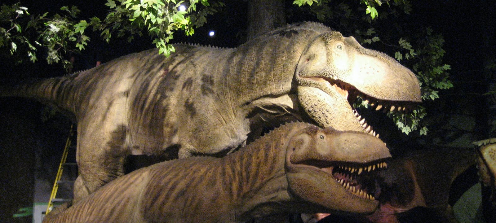 Daspletosaurus