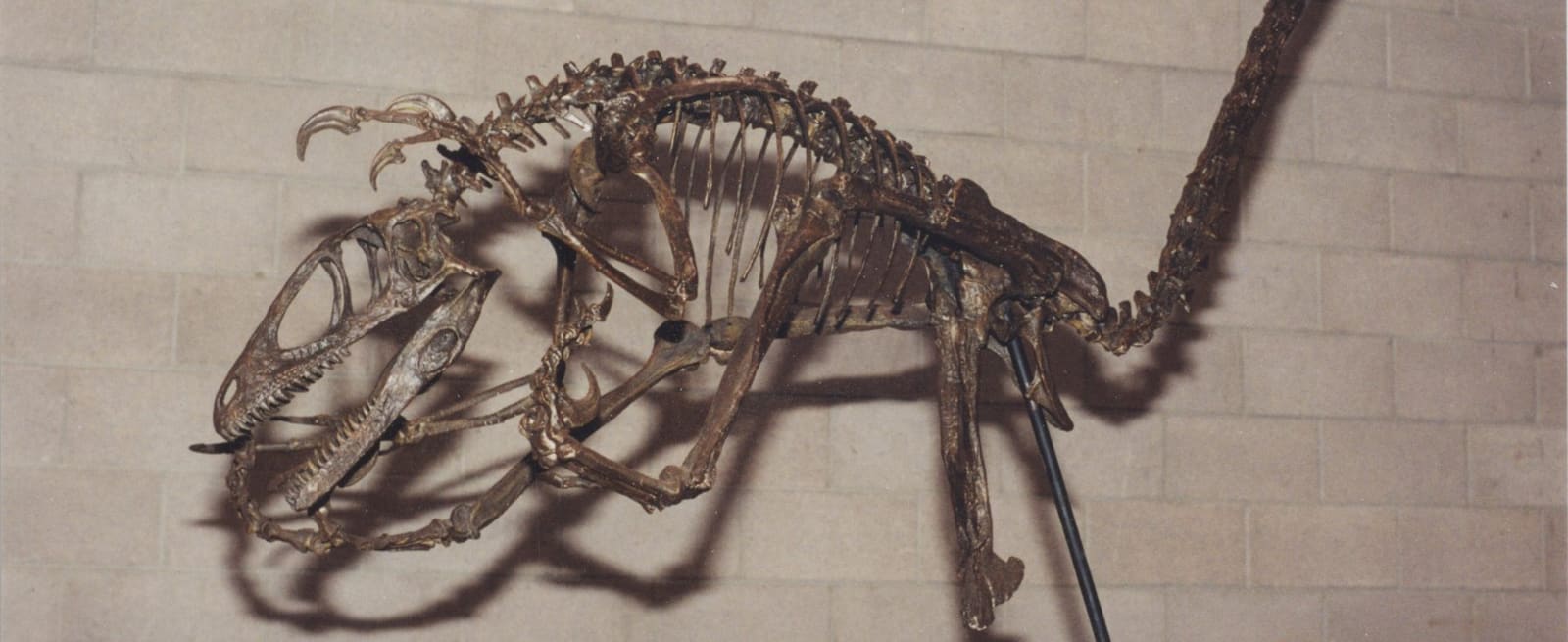 Deinonychus