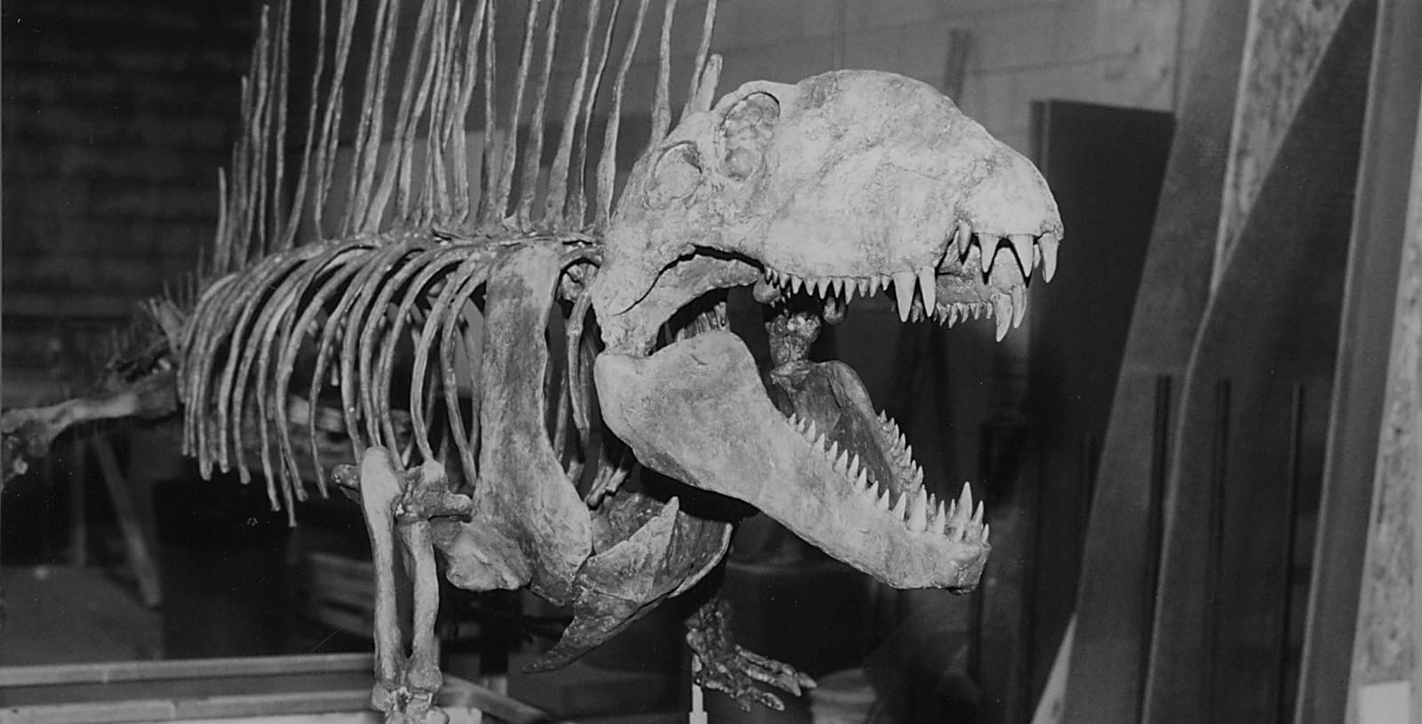 Dimetrodon