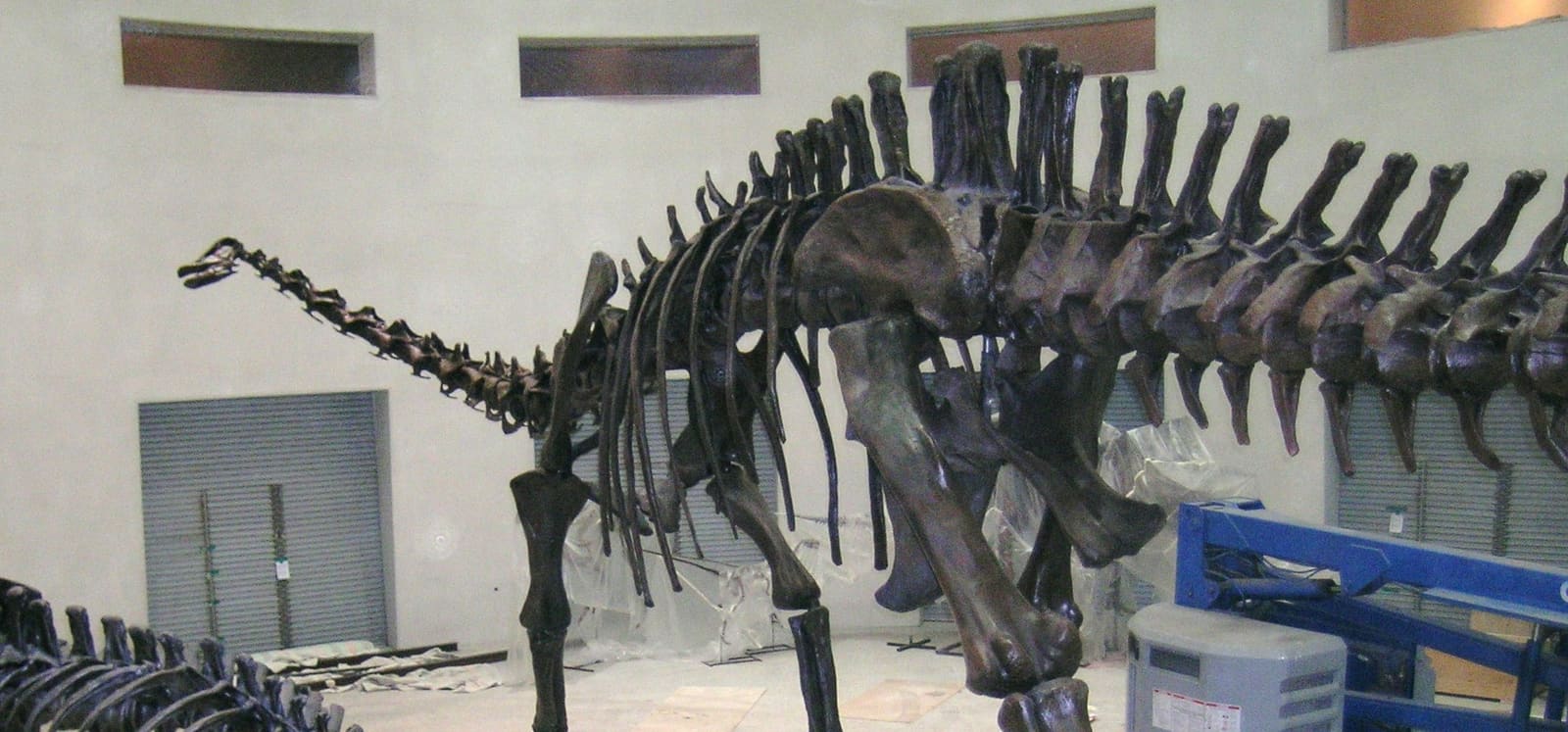 Diplodocus