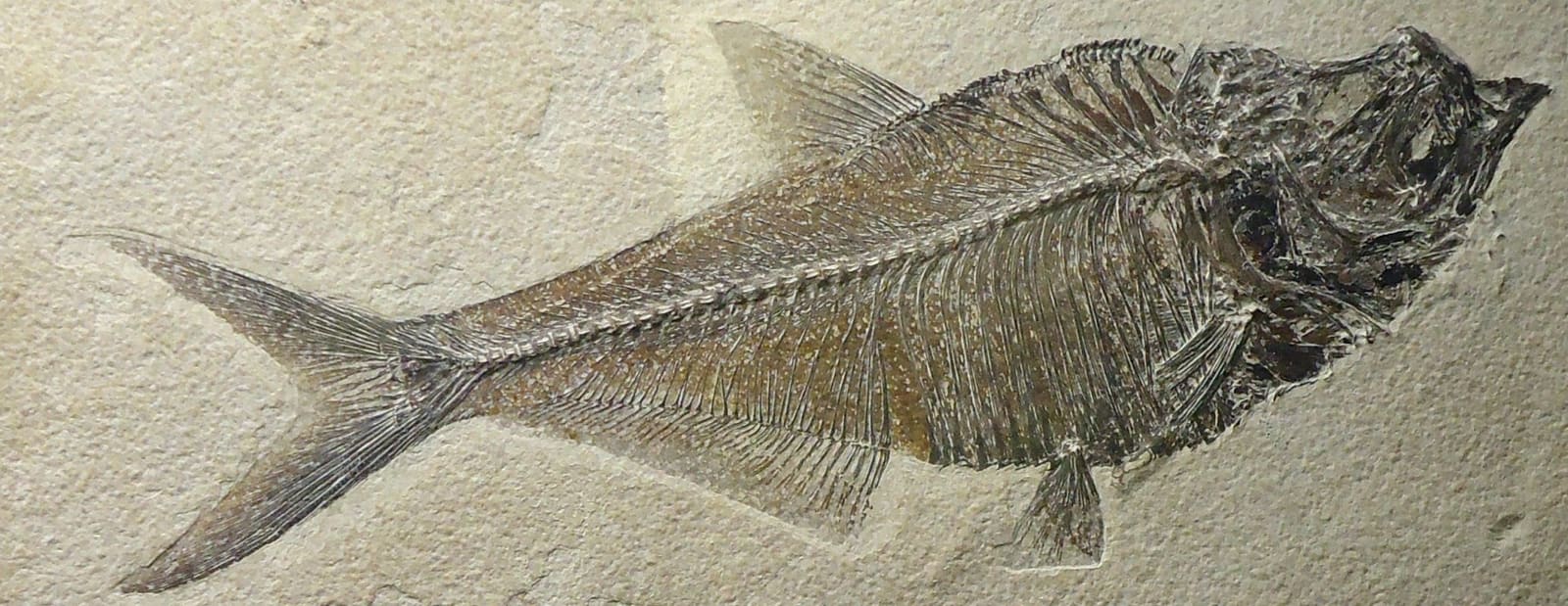 Diplomystus