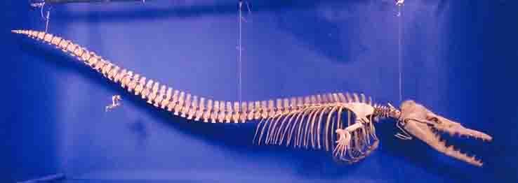 Dorudon