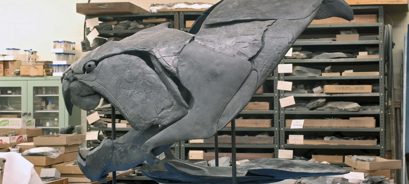Dunkleosteus