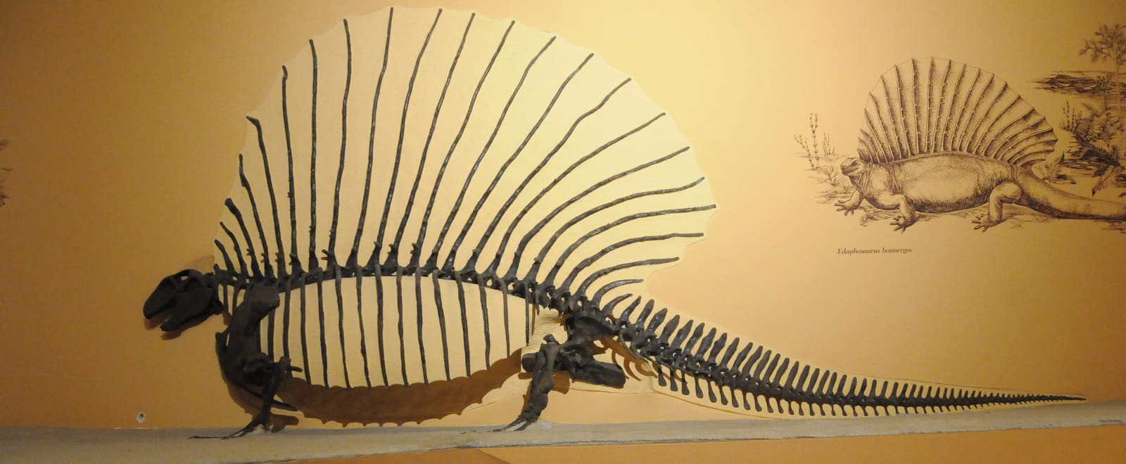 Edaphosaurus