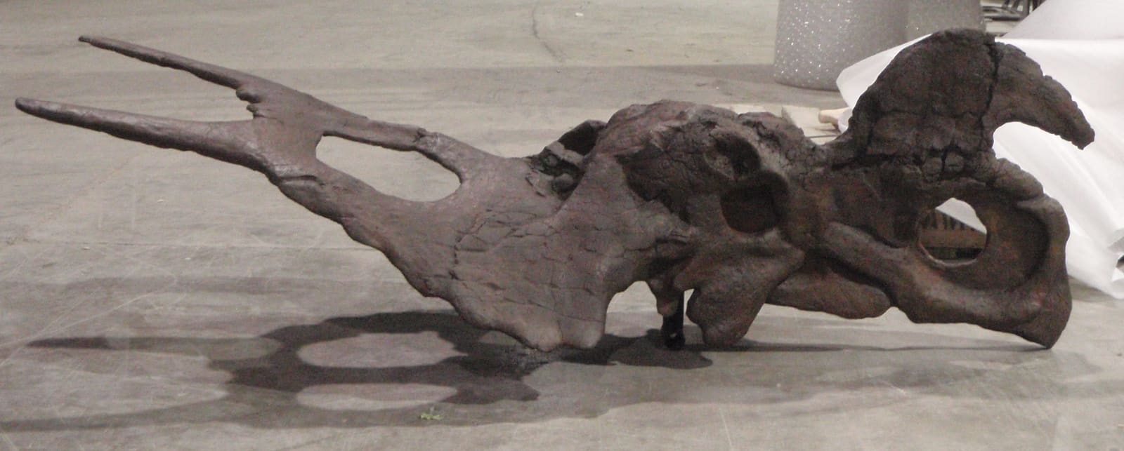 Einiosaurus