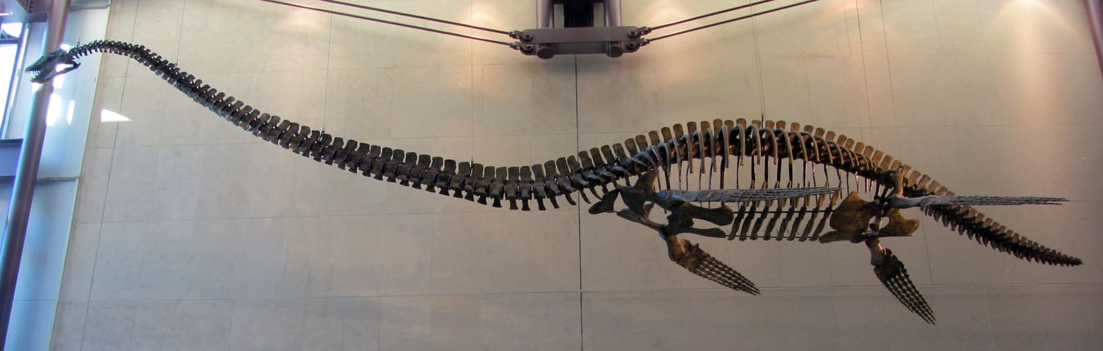 Elasmosaurus
